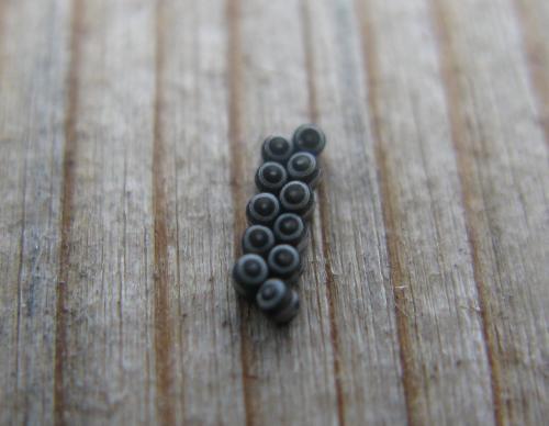 Eurydema sp.